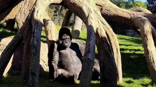 Bioparc Valencia